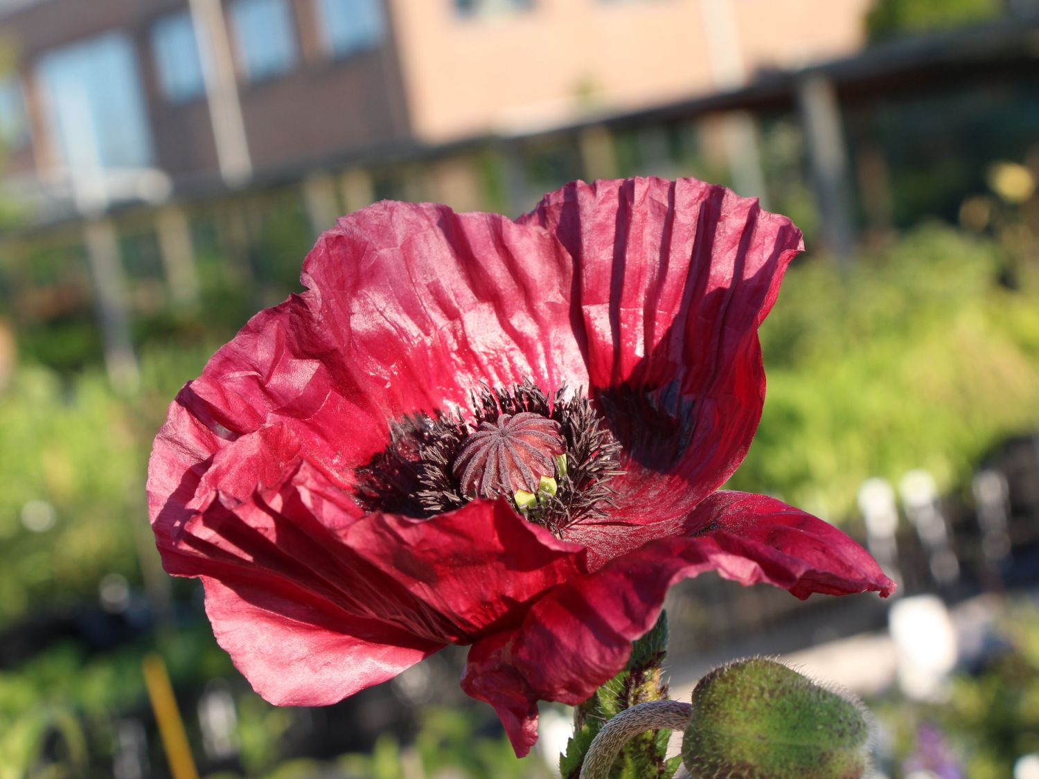 Papaver orientale 'Indian Chief'